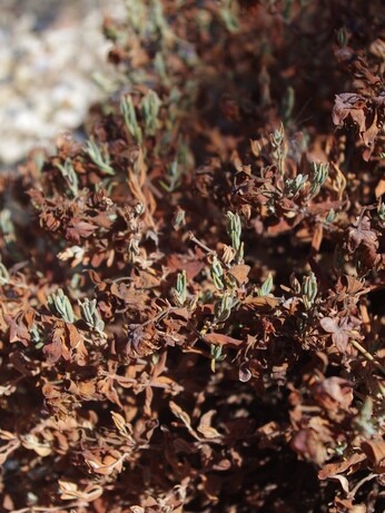 How summer heat has affected the plants How summer heat has affected the plants