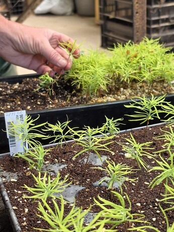 Weekly catch up with garden and propagation