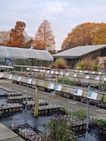 Weekly catch up with garden & propagation