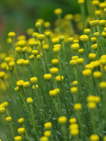 Plant profile - calamintha Plant profile - calamintha