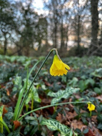 Weekly catch up with garden & propagation