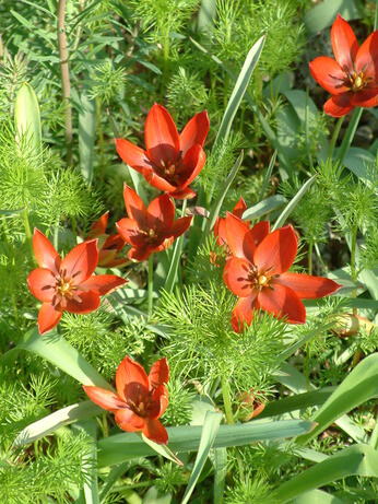 Species tulips and how to grow them