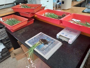 Weekly catch up with garden & propagation