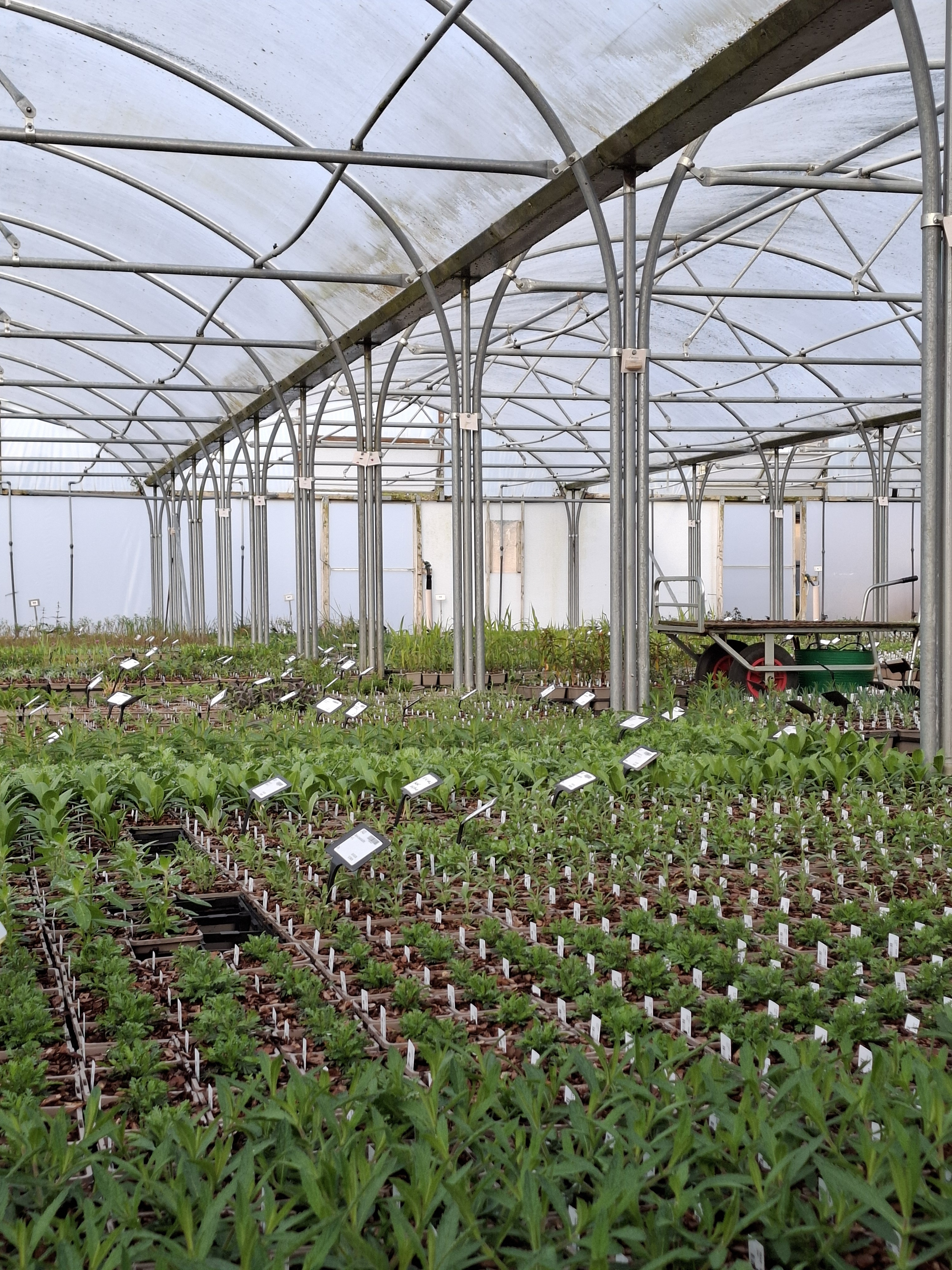 Weekly catch up with garden & propagation