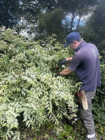 Weekly catch up with garden & propagation