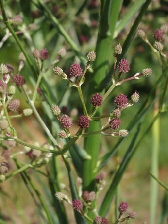 Plant profile - eryngium