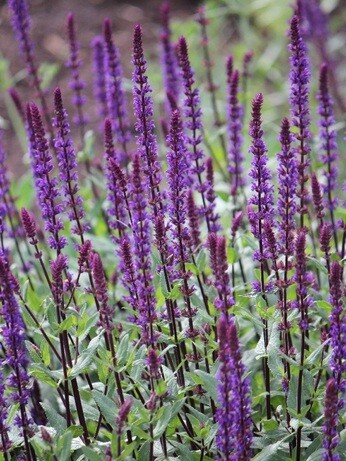 A Garden for Summer Begins in Autumn A Garden for Summer Begins in Autumn