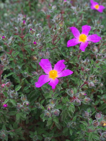 Gardening Dilemmas - Part 3 Gardening Dilemmas - Part 3