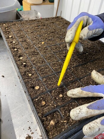 Winter Propagation- Root Cuttings Winter Propagation- Root Cuttings