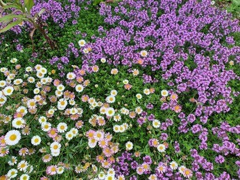 Team Chatto's favourite plants - part 3 Team Chatto's favourite plants - part 3
