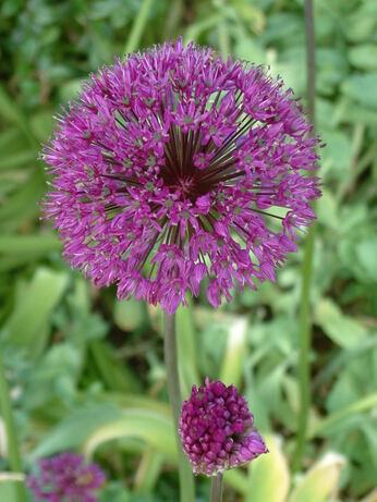 Growing summer flowering alliums