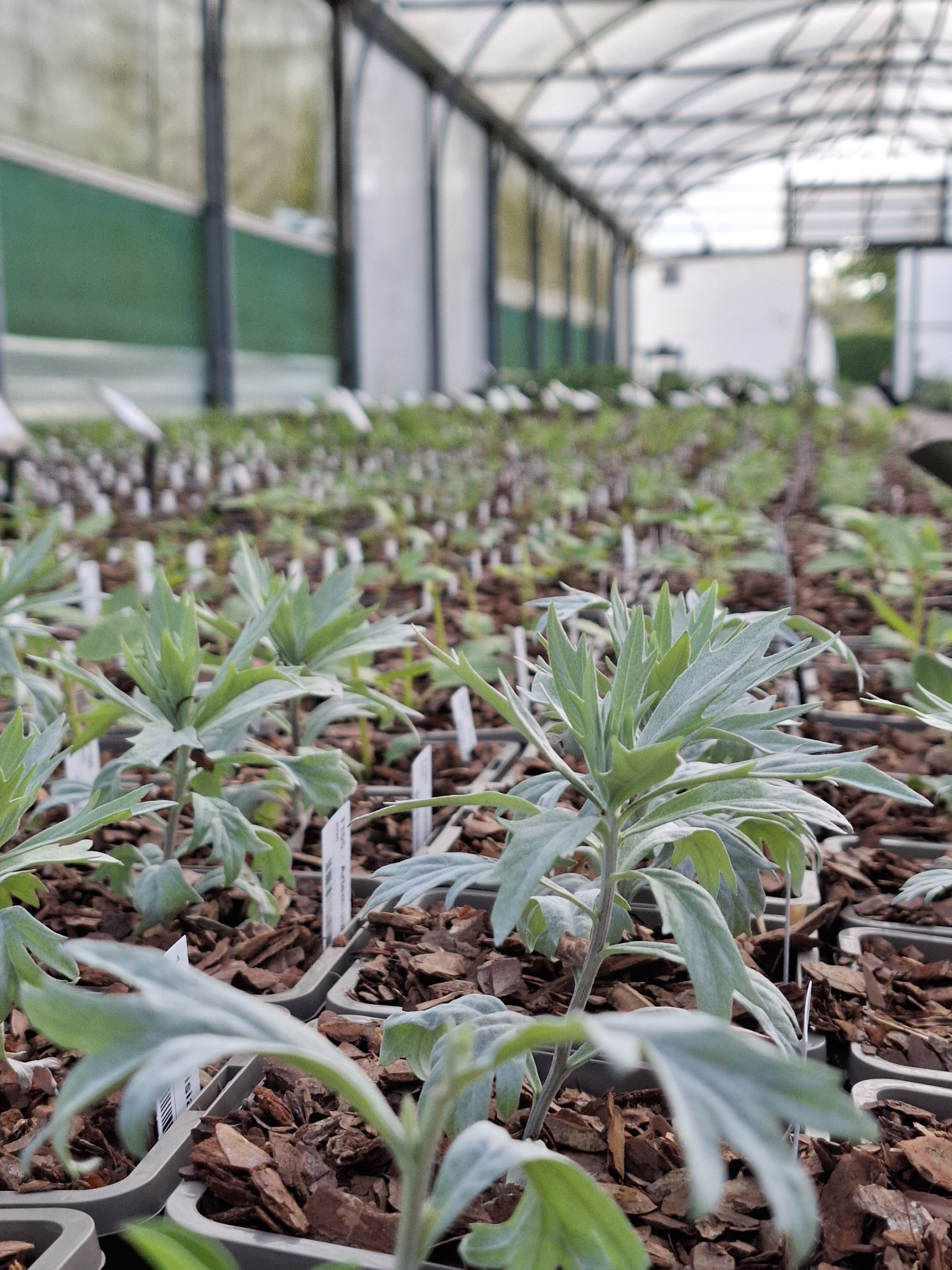 Weekly catch up with garden & propagation