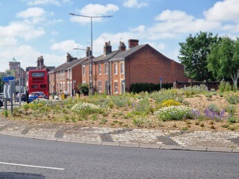Planting on the Albert roundabout