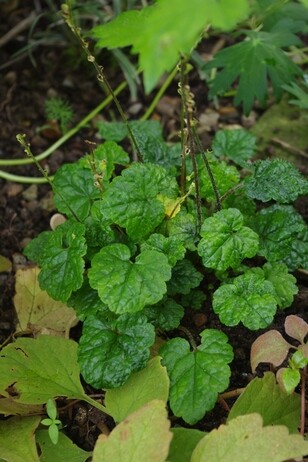 Weekly catch up with garden & propagation Weekly catch up with garden & propagation