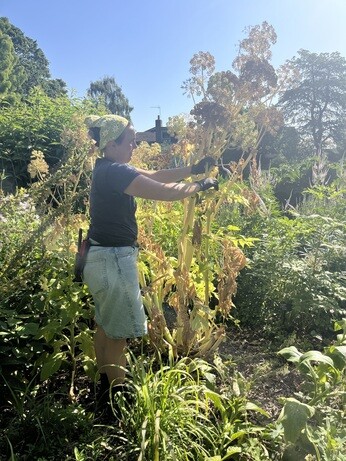 Weekly catch up with garden and propagation