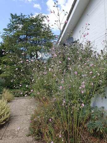 Plants that have stood up to the summer - Gravel Garden
