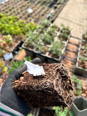 Weekly catch up with gardens & propagation