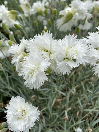 Weekly catch up with garden & propagation