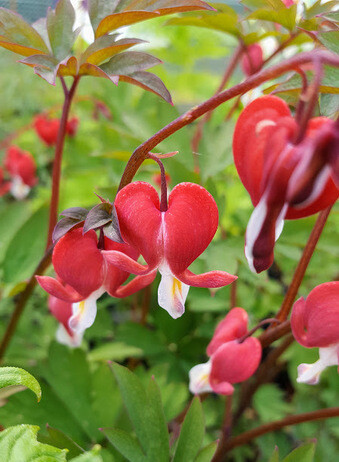 Autumn Planting: helping gardeners adapt to a changing climate