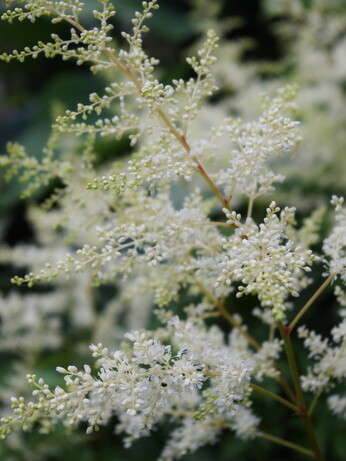 Astilbe - how to grow and care for Astilbe - how to grow and care for