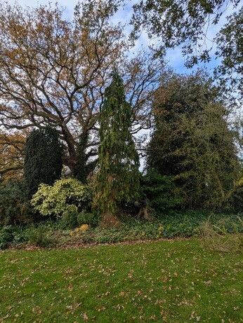 Weekly catch up with garden & propagation