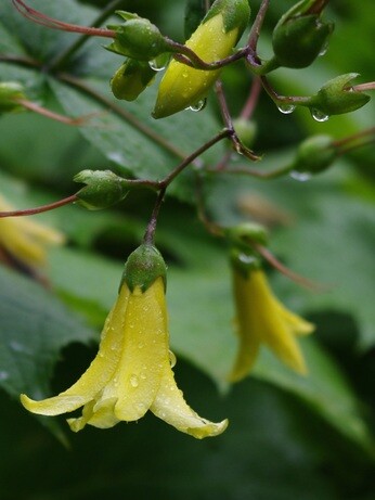 Top 10 unusual plants for a shady area