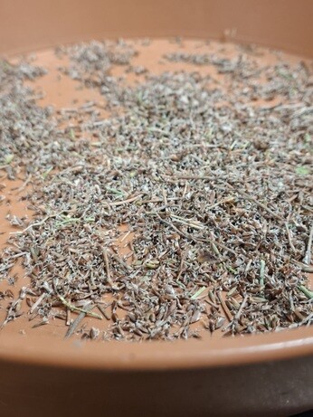 Weekly catch up with garden & propagation Weekly catch up with garden & propagation