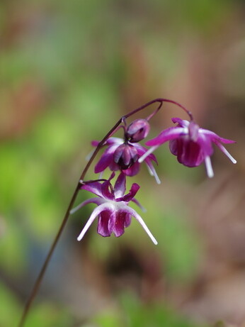 How to grow epimedium 