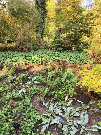 My Year as a Trainee at Beth Chatto Plants & Gardens