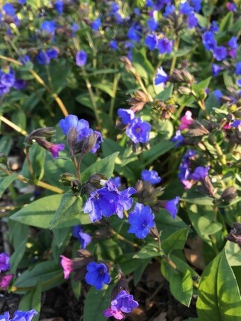 Autumn Planting: helping gardeners adapt to a changing climate