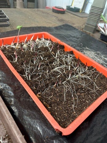 Weekly catch up with garden & propagation