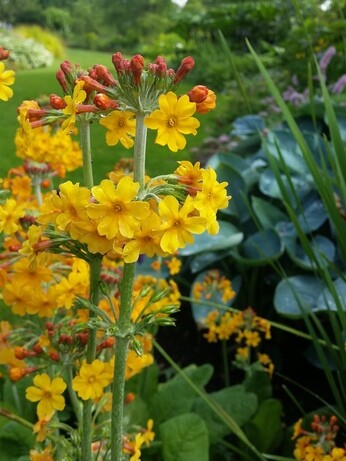 Astilbe - how to grow and care for Astilbe - how to grow and care for