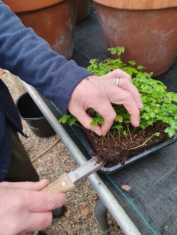 Our Propagation Expert Emily's Favourite Tools