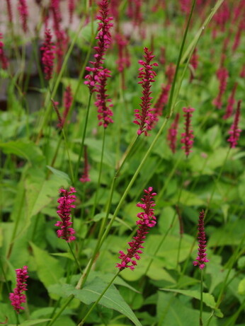 Plant profile - Bistorta amplexicaulis Plant profile - Bistorta amplexicaulis