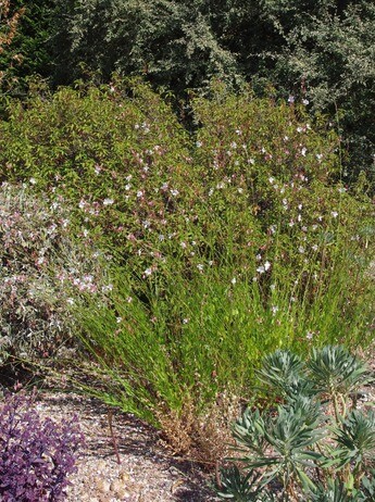 How summer heat has affected the plants How summer heat has affected the plants