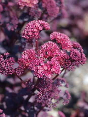 Our favourite perennials for late summer colour