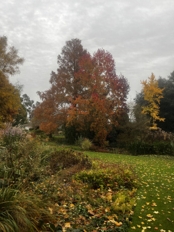 Weekly catch up with garden & propagation Weekly catch up with garden & propagation