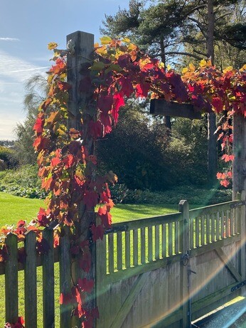 Plants that have stood up to the summer - Reservoir Garden