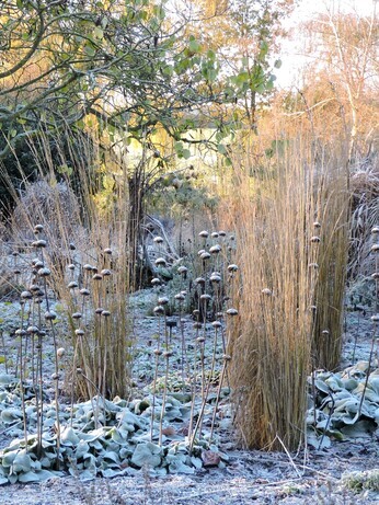 Structure in the winter garden