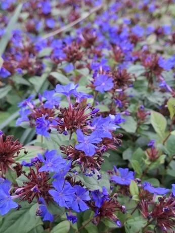 Weekly catch up with garden and propagation Weekly catch up with garden and propagation