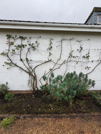 Weekly catch up with garden & propagation