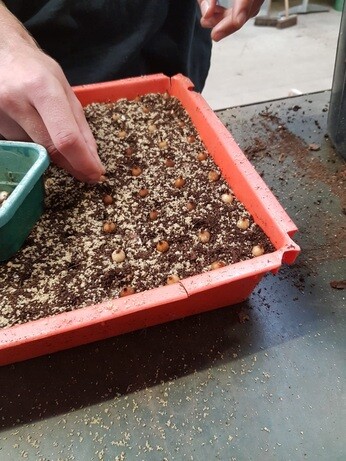 Weekly catch up with garden and propagation