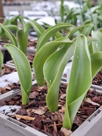 Weekly catch up with garden & propagation