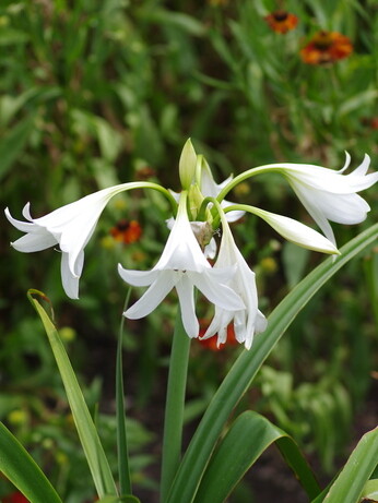 Weekly catch up with gardens & propagation