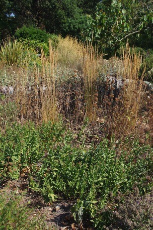 How summer heat has affected the plants How summer heat has affected the plants