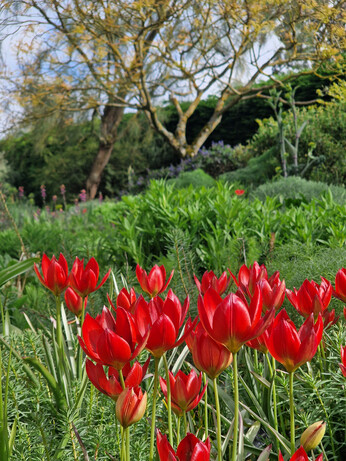 Our favourite spring bulbs