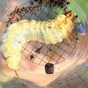 Wild Words from the Ground - March