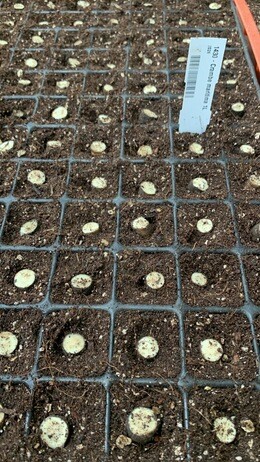 Weekly catch up with garden & propagation