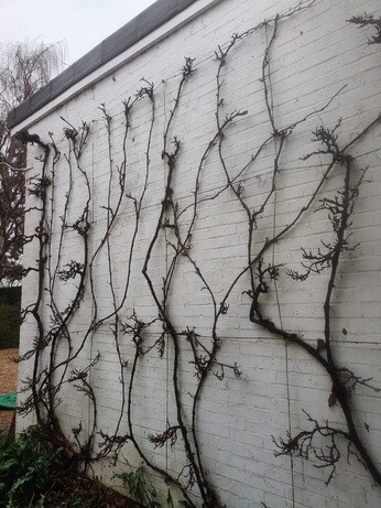 Weekly catch up with garden & propagation