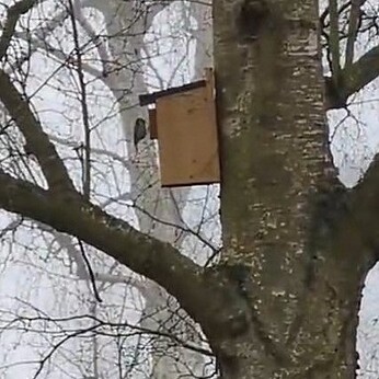 Wild Words from the Ground - March